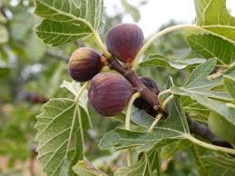 Ficus carica